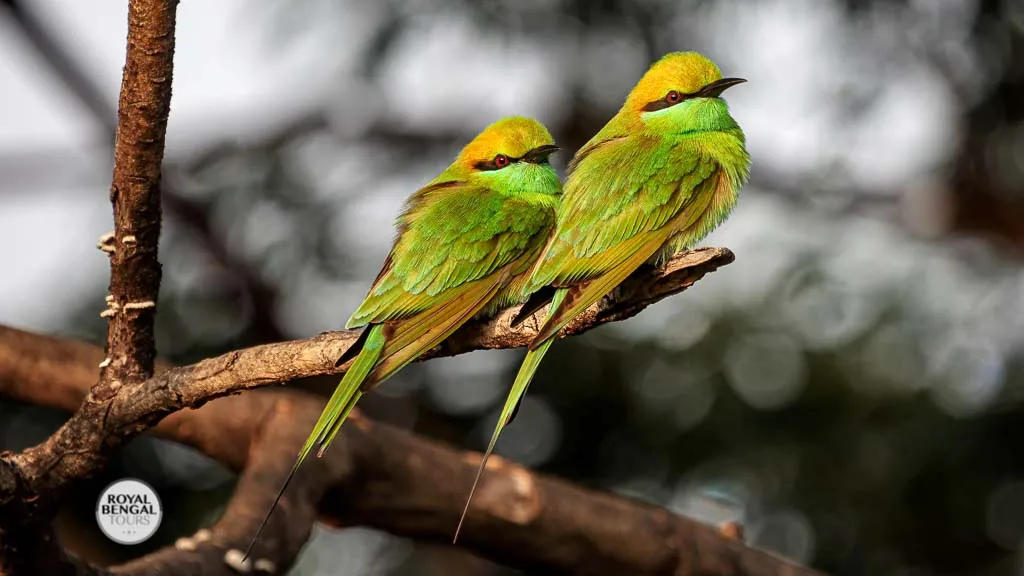 Asian green bee-eater at Lawachara national park