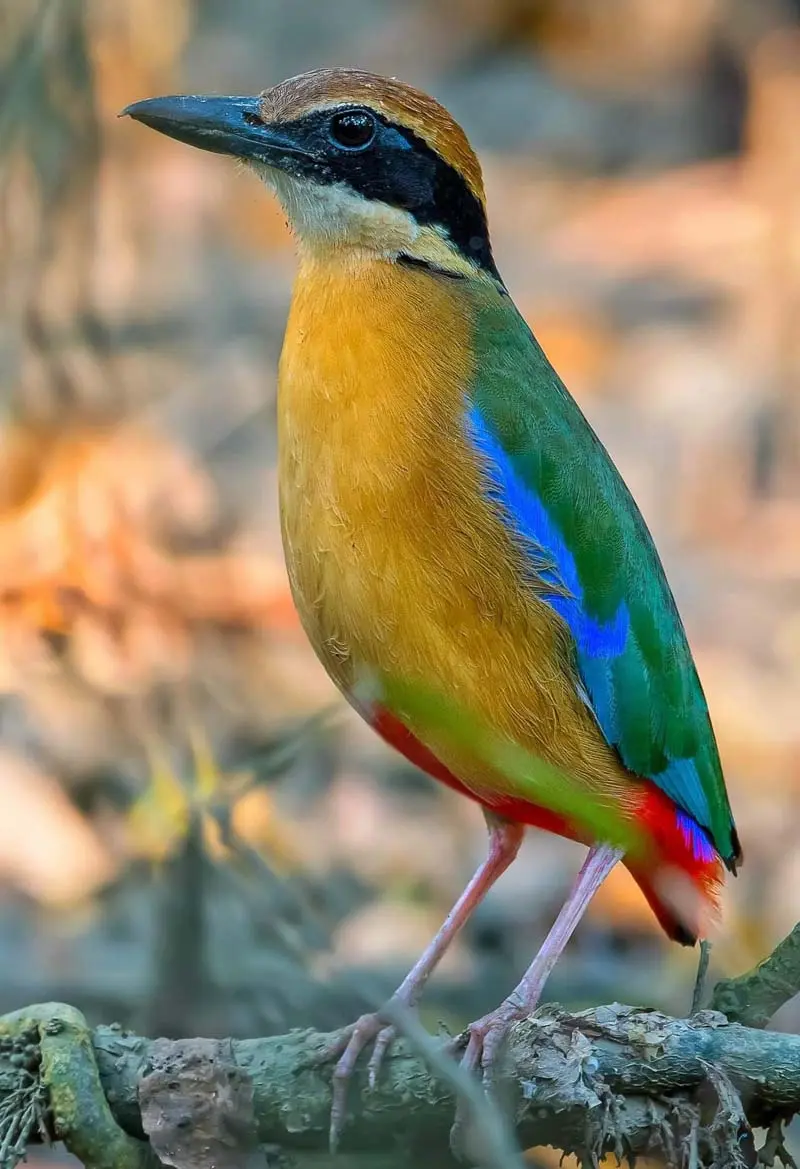 Bird Watching Trip to Bangladesh