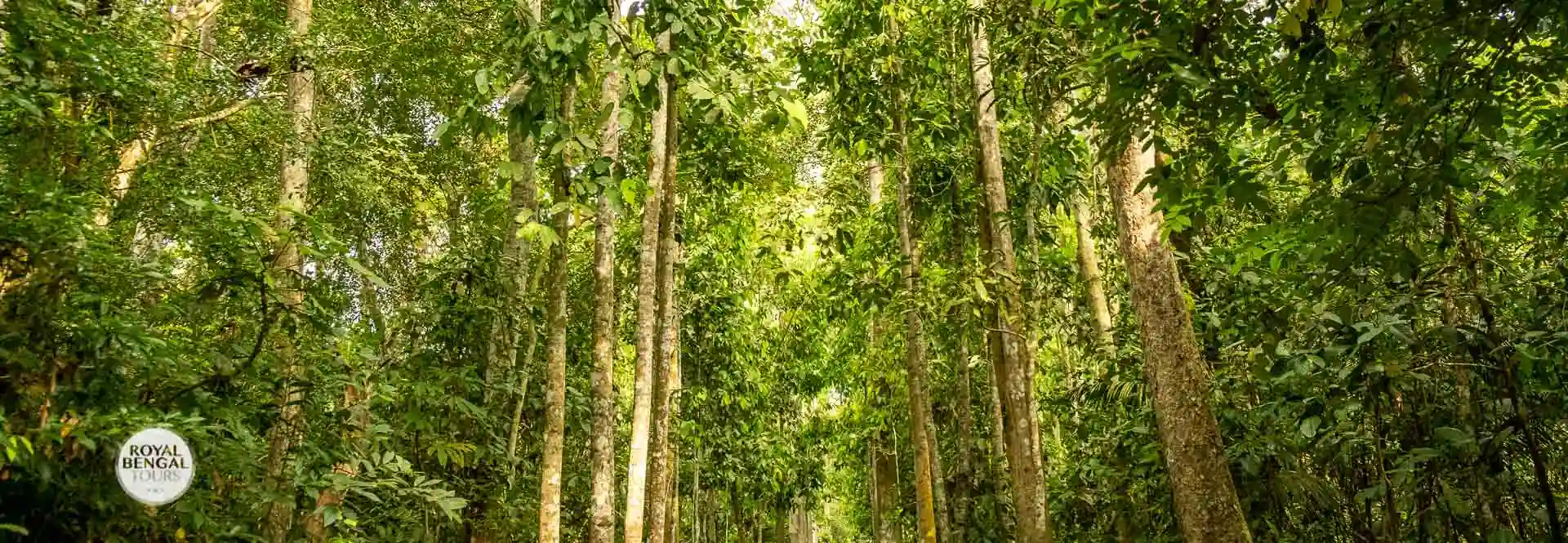 Lawachara National Park in sreemangal