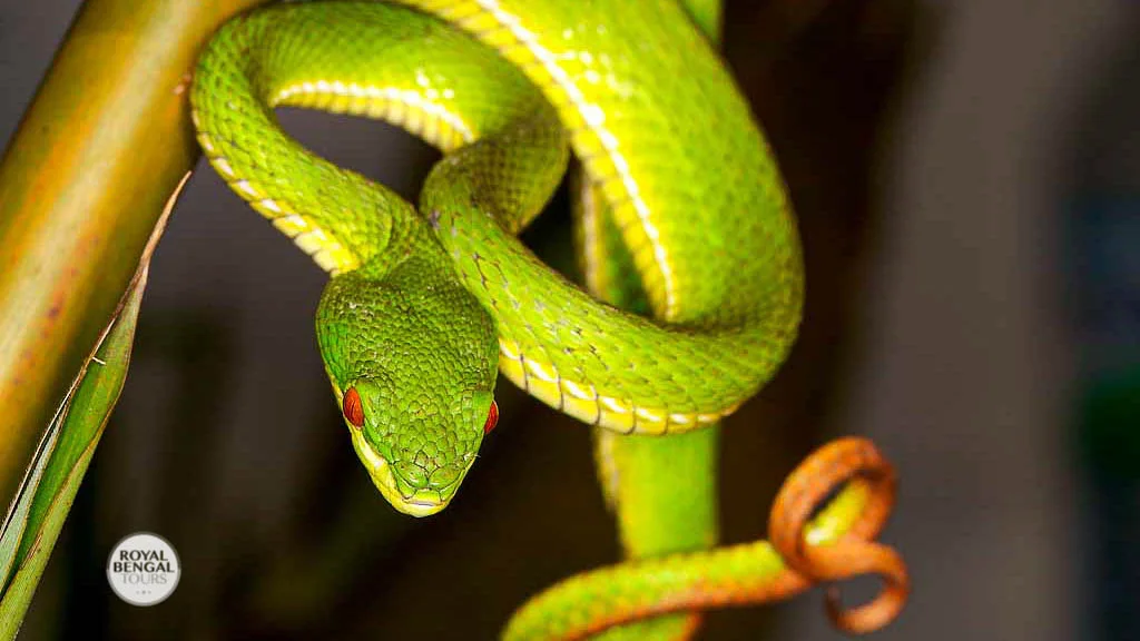 Pitviper snakes in lawachara rainforest