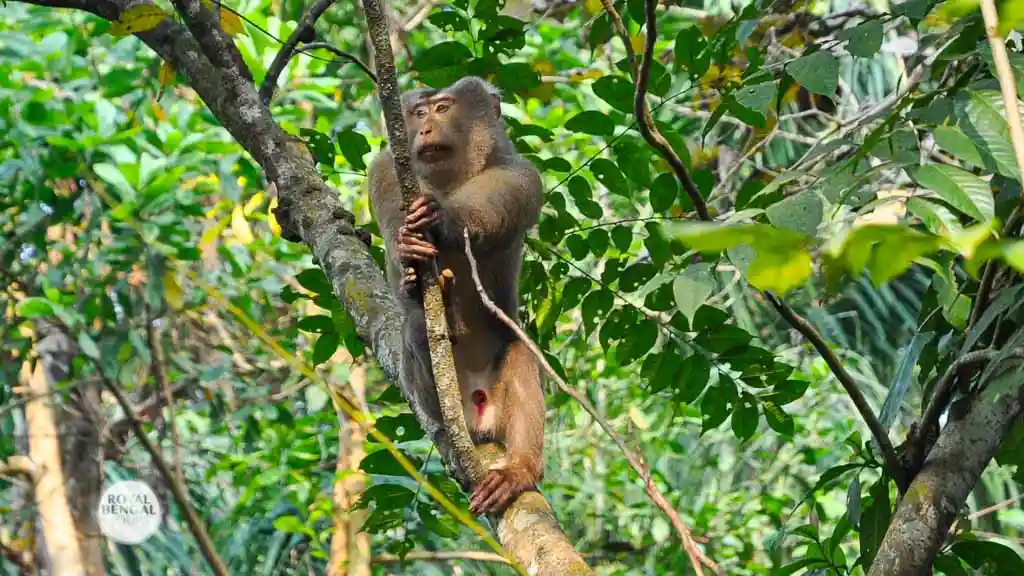 northern pig-tailed macaque in Bangladesh