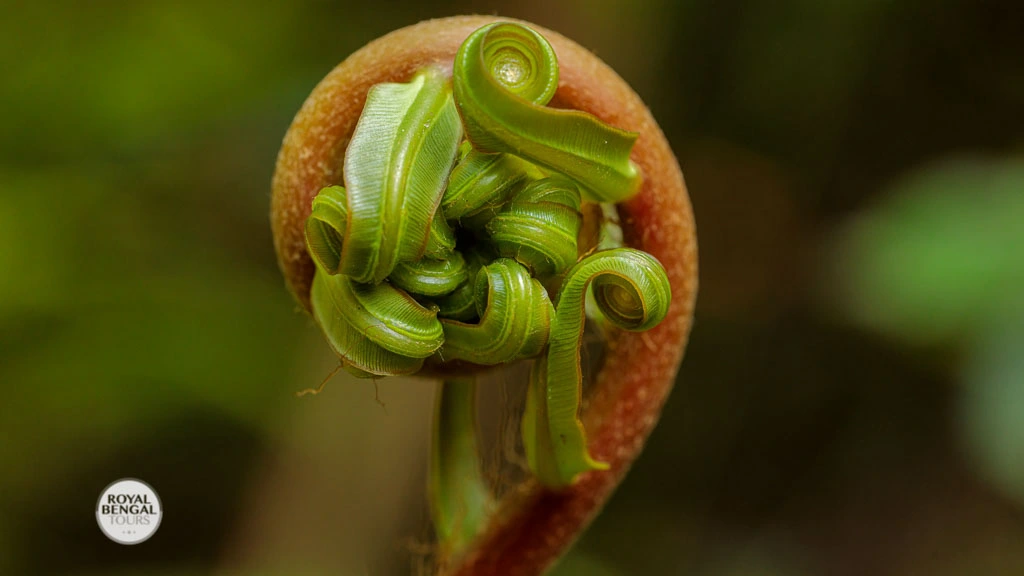 ornamented fern of Lawachara Rain Forest