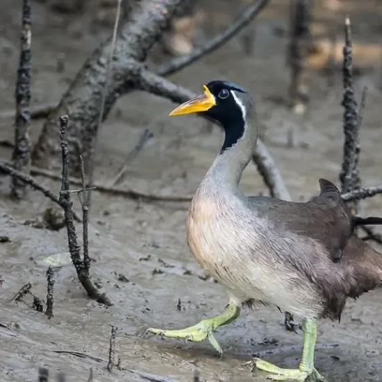 masked finfoot in bangladesh sundarbarns