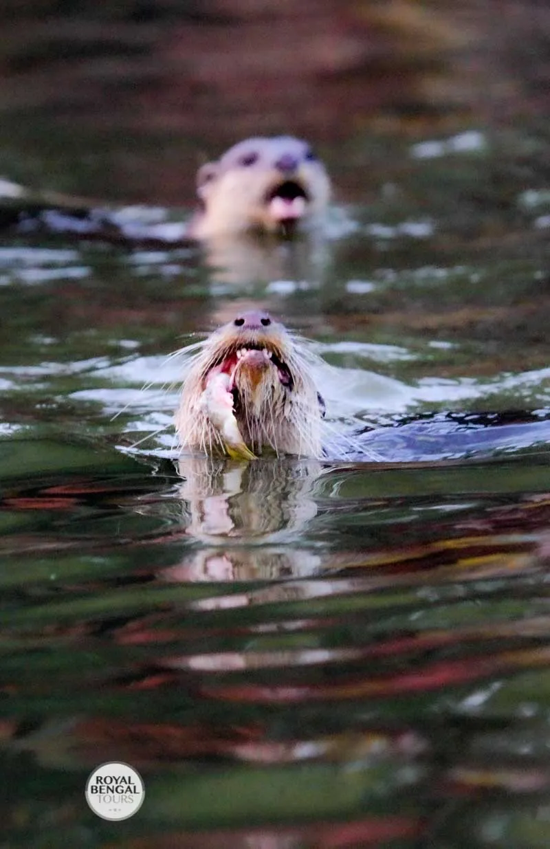 otter fishing activity in bangladesh