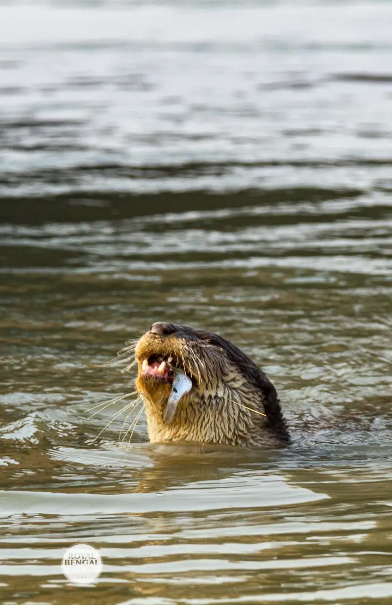 otter fishing tour in bangladesh