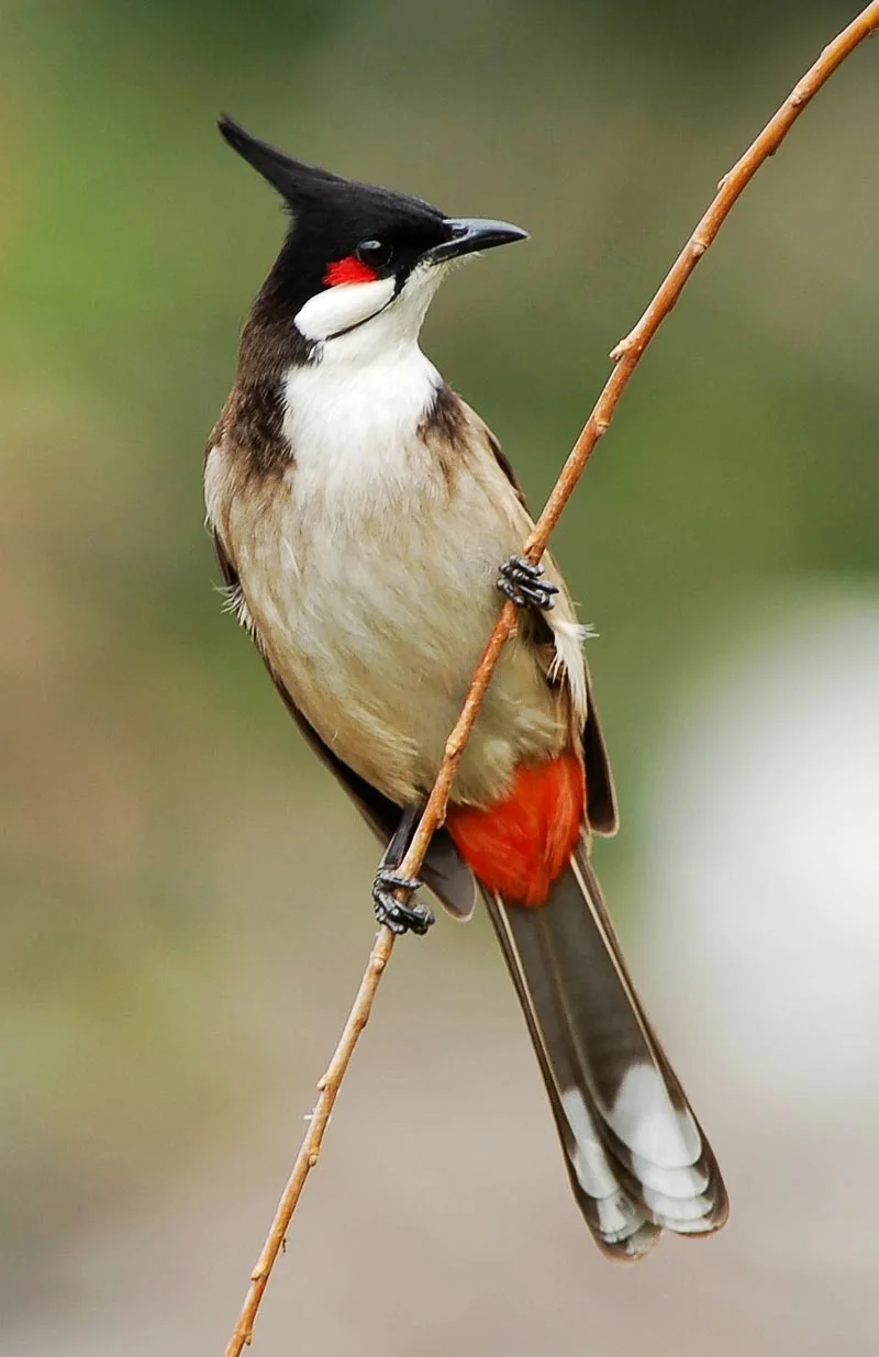 rare bulbul bird in bangladesh