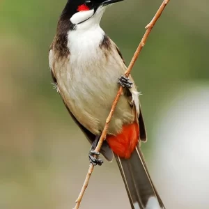 Birdwatching tour in Bangladesh